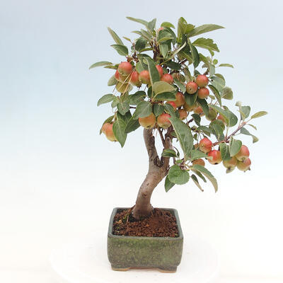 Vonkajší bonsai -Malus halliana - Maloplodá jabloň - 5