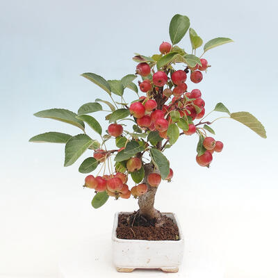 Vonkajší bonsai -Malus halliana - Maloplodá jabloň - 5