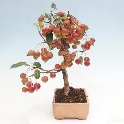 Vonkajší bonsai -Malus halliana - Maloplodá jabloň - 5