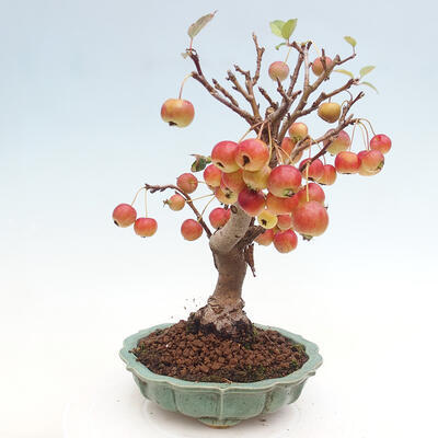 Vonkajší bonsai -Malus halliana - Maloplodá jabloň - 5