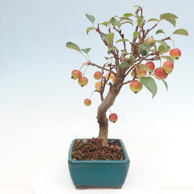 Vonkajší bonsai -Malus halliana - Maloplodá jabloň - 5