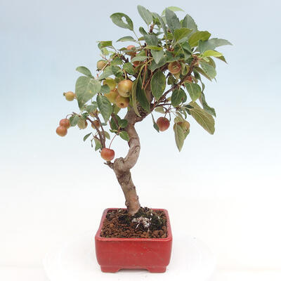 Vonkajší bonsai -Malus halliana - Maloplodá jabloň - 5