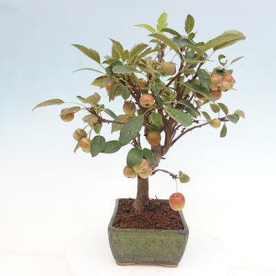 Vonkajší bonsai -Malus halliana - Maloplodá jabloň - 5