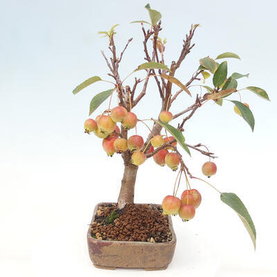 Vonkajší bonsai -Malus halliana - Maloplodá jabloň - 5