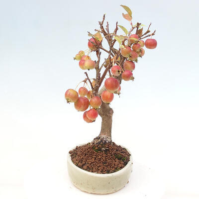 Vonkajší bonsai -Malus halliana - Maloplodá jabloň - 5