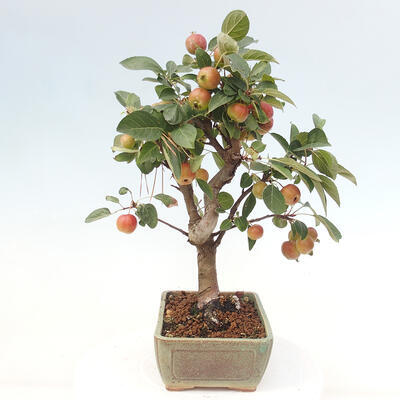 Vonkajší bonsai -Malus halliana - Maloplodá jabloň - 5