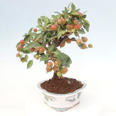 Vonkajší bonsai -Malus halliana - Maloplodá jabloň - 5