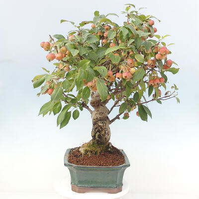 Vonkajší bonsai -Malus halliana - Maloplodá jabloň - 5