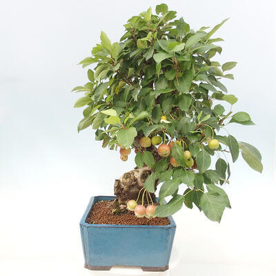 Vonkajší bonsai -Malus halliana - Maloplodá jabloň - 5