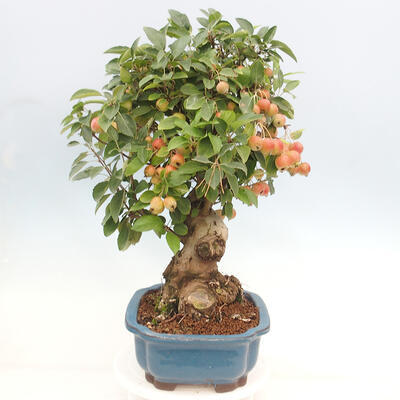 Vonkajší bonsai -Malus halliana - Maloplodá jabloň - 5