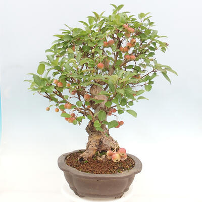 Vonkajší bonsai -Malus halliana - Maloplodá jabloň - 5