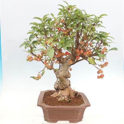 Vonkajší bonsai -Malus halliana - Maloplodá jabloň - 5