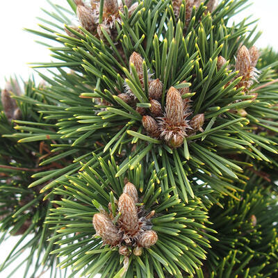 Vonkajší bonsai - Pinus thunbergii senjyumaru - Borovica thunbergova - 5