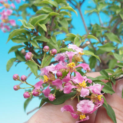 Izbová bonsai - Malpighia coccigera- Barbdorská čerešňa - 5