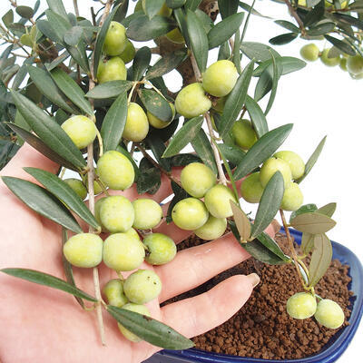 Izbová bonsai - Olea europaea -Oliva európska - 5