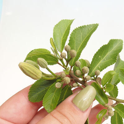 Izbová bonsai - Grewia occidentalis - Hviezdica levanduľová - 5