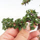 Vonkajší bonsai-Cotoneaster horizontalis - Skalník - 2/2