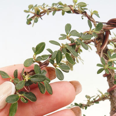Vonkajší bonsai - Cotoneaster dám. Skogholm - Skalník - 5