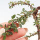 Vonkajší bonsai - Cotoneaster dám. Skogholm - Skalník - 5/6