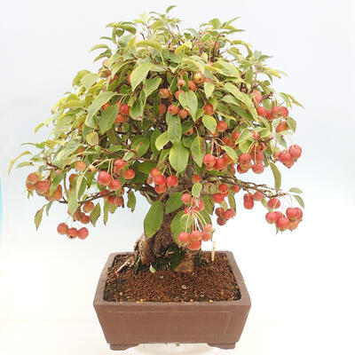 Vonkajší bonsai -Malus halliana - Maloplodá jabloň - 5