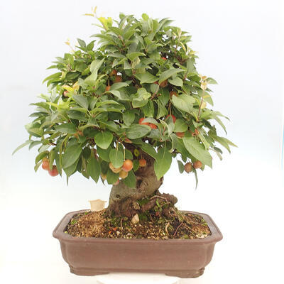 Vonkajší bonsai -Malus halliana - Maloplodá jabloň - 5