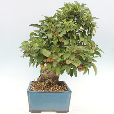 Vonkajší bonsai -Malus halliana - Maloplodá jabloň - 5