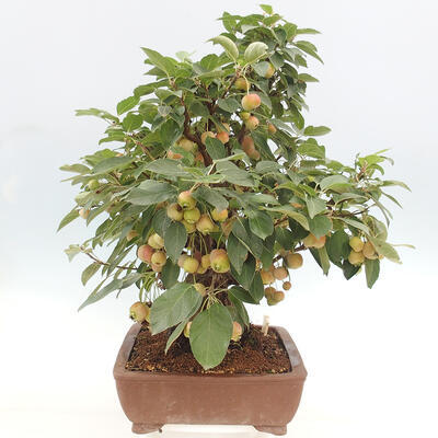 Vonkajší bonsai -Malus halliana - Maloplodá jabloň - 5