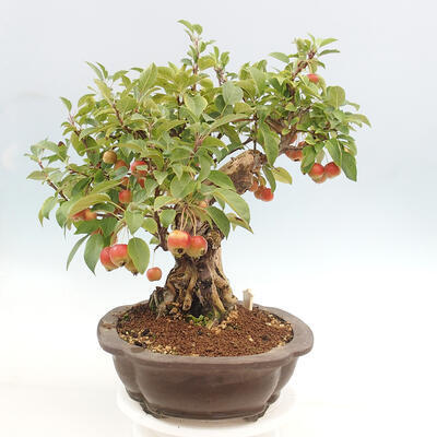 Vonkajší bonsai -Malus halliana - Maloplodá jabloň - 5