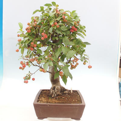 Vonkajší bonsai -Malus halliana - Maloplodá jabloň - 5