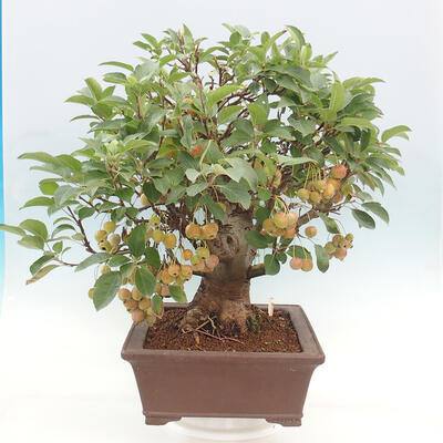 Vonkajší bonsai -Malus halliana - Maloplodá jabloň - 5