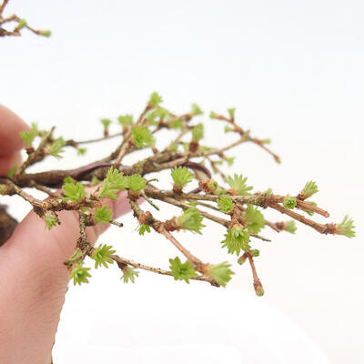 Vonkajší bonsai -Larix decidua - Smrekovec opadavý - 5