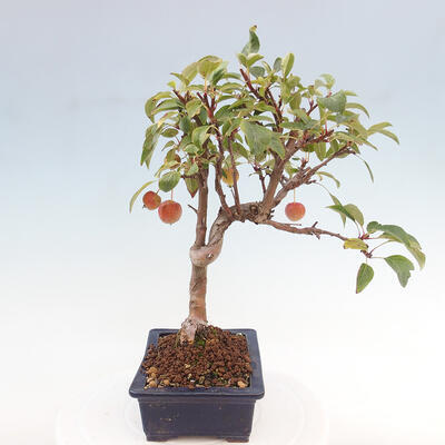 Vonkajší bonsai -Malus halliana - Maloplodá jabloň - 5