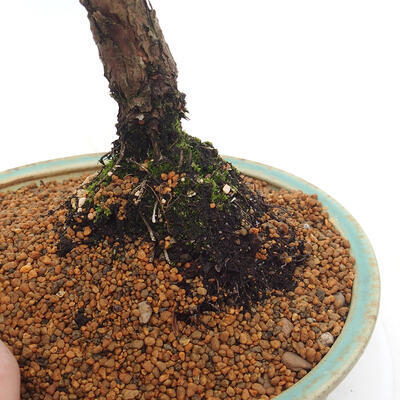 Vonkajšie bonsai - Juniperus chinensis Kishu -Jalovec čínsky - 5