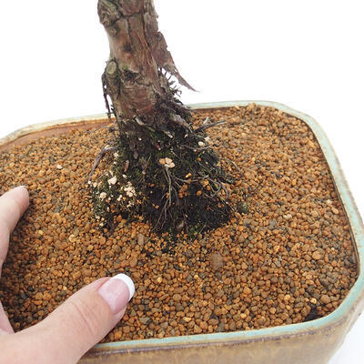 Vonkajšie bonsai - Juniperus chinensis Kishu -Jalovec čínsky - 5