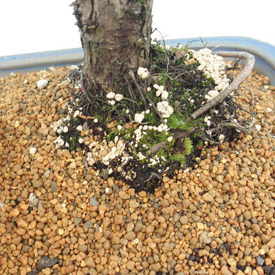 Vonkajšie bonsai - Juniperus chinensis Kishu -Jalovec čínsky - 5