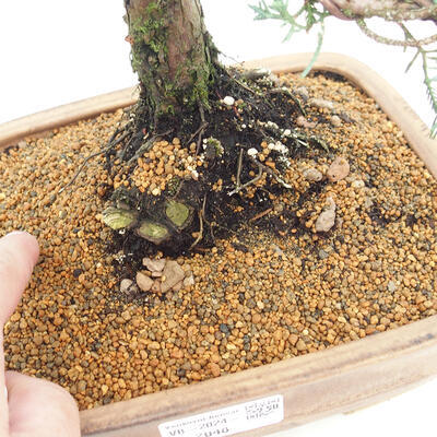 Vonkajšie bonsai - Juniperus chinensis Kishu -Jalovec čínsky - 5