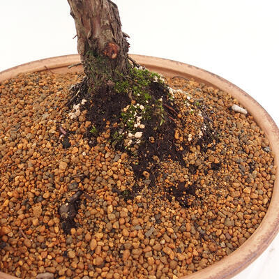 Vonkajšie bonsai - Juniperus chinensis Kishu -Jalovec čínsky - 5