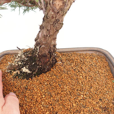 Vonkajšie bonsai - Juniperus chinensis Kishu -Jalovec čínsky - 5