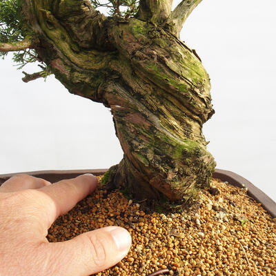 Vonkajší bonsai - Juniperus chinensis Itoigawa -Jalovec čínsky - 5