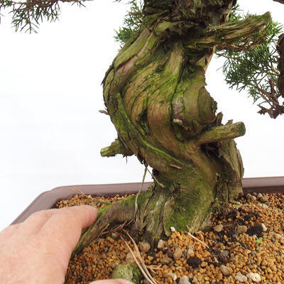 Vonkajší bonsai - Juniperus chinensis Itoigawa -Jalovec čínsky - 5