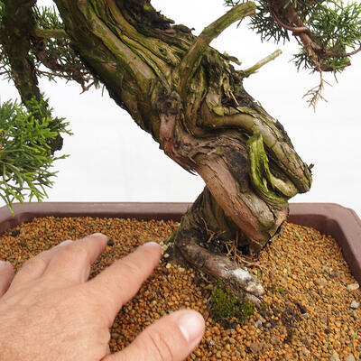 Vonkajší bonsai - Juniperus chinensis Itoigawa -Jalovec čínsky - 5