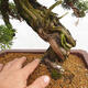 Vonkajší bonsai - Juniperus chinensis Itoigawa -Jalovec čínsky - 5/5