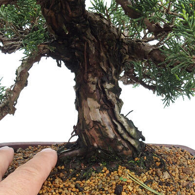 Vonkajší bonsai - Juniperus chinensis Itoigawa -Jalovec čínsky - 5