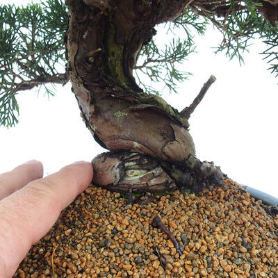 Vonkajší bonsai - Juniperus chinensis Itoigawa -Jalovec čínsky - 5