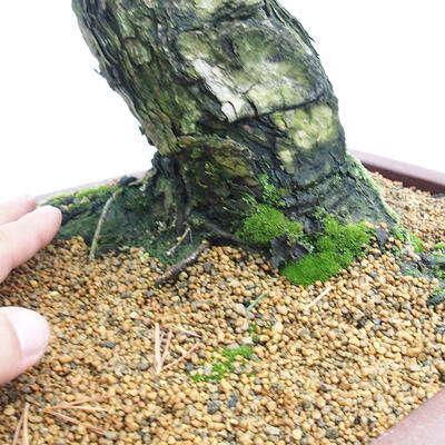 Vonkajšie bonsai - Pinus parviflora - Borovica drobnokvetá - 5