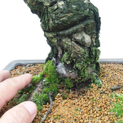 Vonkajšie bonsai - Pinus parviflora - Borovica drobnokvetá - 5