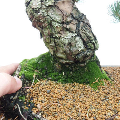 Vonkajšie bonsai - Pinus parviflora - Borovica drobnokvetá - 5