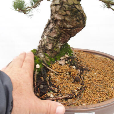 Vonkajšie bonsai - Pinus parviflora - Borovica drobnokvetá - 5