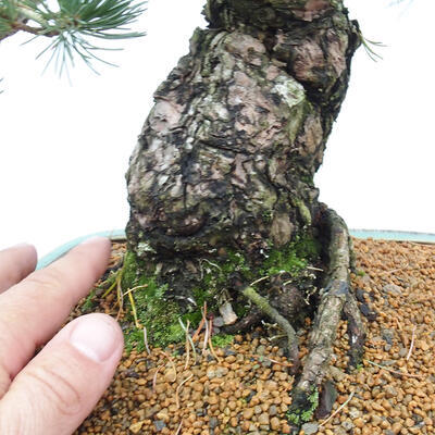 Vonkajšie bonsai - Pinus parviflora - Borovica drobnokvetá - 5