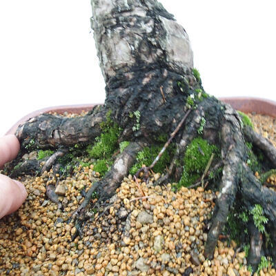 Vonkajšie bonsai - Pinus parviflora - Borovica drobnokvetá - 5